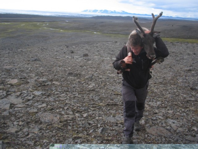 Sigurjóni Bjarnasyni varð ekki skotaskuld úr að skella kúnni á bakið og skondra með hana í bílinn.