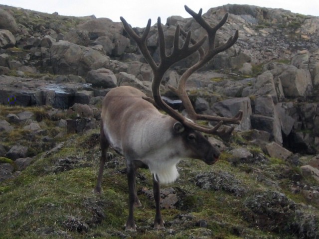 Ætli þessi hafi orðið eftir af kvótanum?