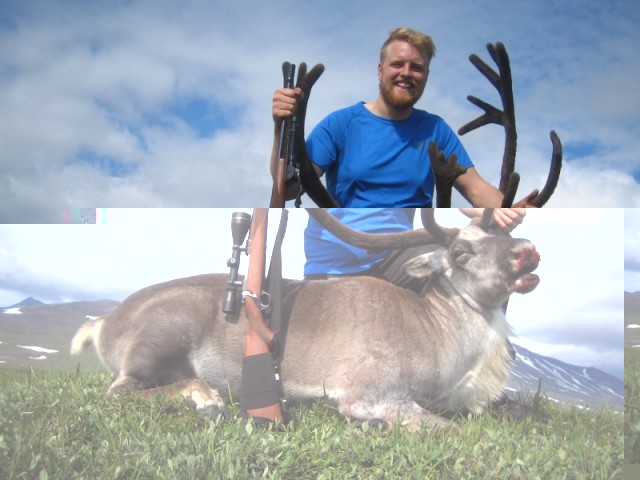 Eyvindur Ásvaldsson með tarfinn kampakátur á austurbakka Jökulsár í Fljótsdal, sem var ágætt vegna þess að það var léttara að draga hann upp ána.