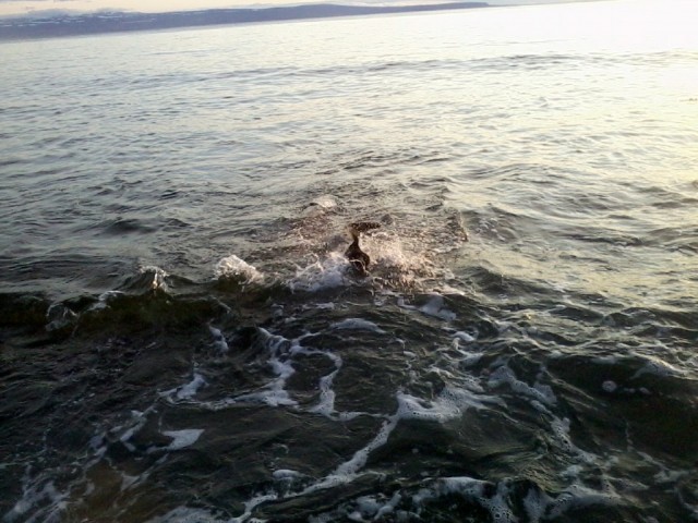 Selur1
