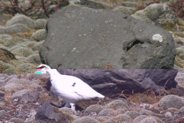 Rjúpukarri á óðali nú í vor