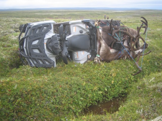 Þannig fór um sjóferð þá, í forgrunni er dýkið sem Sveinbörn valdi sér, brúnlitað eftir að hann oraði upp í því með því að stinga sér í það eins og dýfingameistari á ólipíuleikum og sennilega enn vogt eftir að hann velgdi það upp með því að baða sig í því.