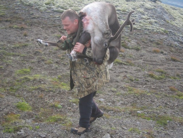 .....og þá er bara að skella kúnni á bakið og tölta upp að bíl.