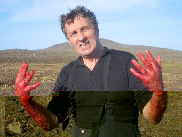 Já veiðimenn verða blóðugir um hendurnar af að taka innan úr vænum törfum.