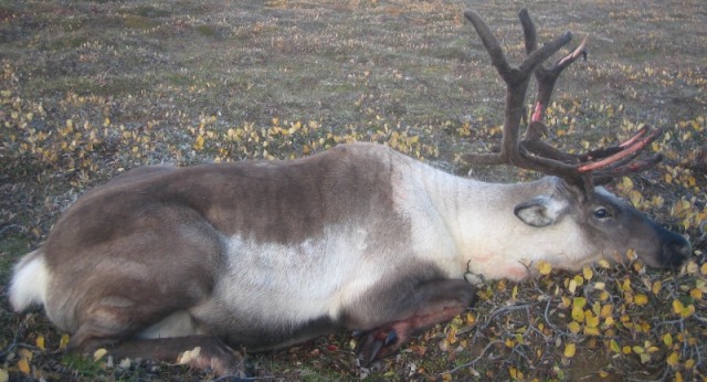 Júlíus var svo mikið að flýta sér að ná flugi að ekki var tími til að taka mynd af honum með kúnni, faðir hans yfirstressari Geldingahnappana hljóp með honum í bílinn og hann rétt náði fluginu á eitthvað álversnámskeið úti í Ungverjalandi.