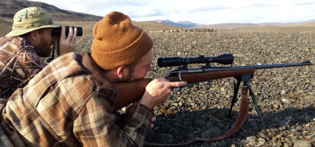 Skemmtileg mynd með skyttuna og leiðsögumanninn fylgjast með tarfinum falla og hjörðina ber yfir riffil veiðimannsins, Remington M721 cal. 300 Holand&amp;Holand.  Mynd Daði Sigurðarson.