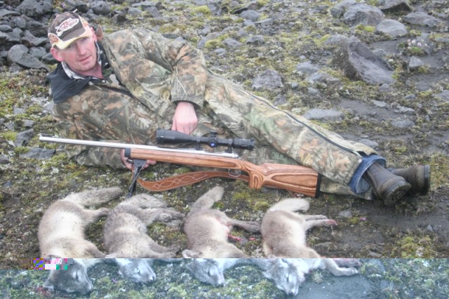 Sveinn Pálsson með góðan feng af Beddagreni, orðið áliðið og kvolparnir orðnir stórir. Þessi hræ fóru öll til Páls heitins Hersteinssonar