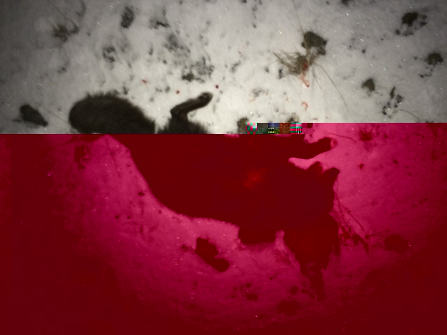 IMG_2362.JPG (1.56 MiB) Viewed 10202 times Rebbi eftir skotið