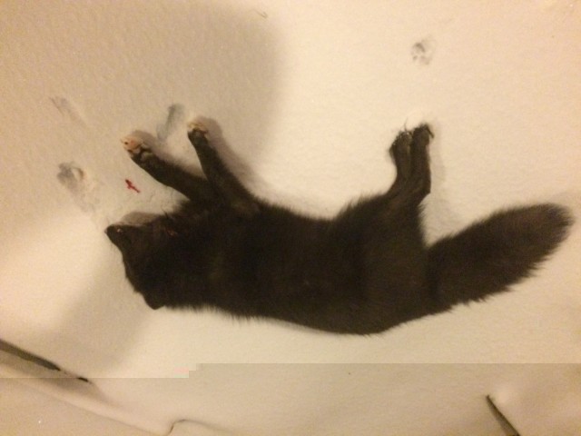 IMG_2373.JPG (941.01 KiB) Viewed 10202 times Rebbi