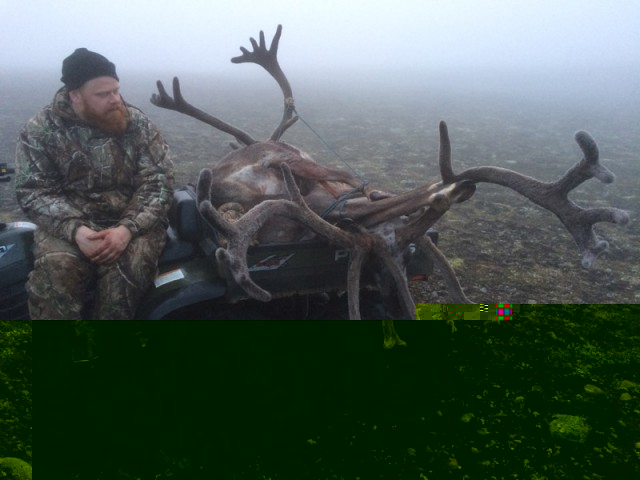 Loðin hornin hrímuðu í þokunni á hjólinu á leið að bílnum.
