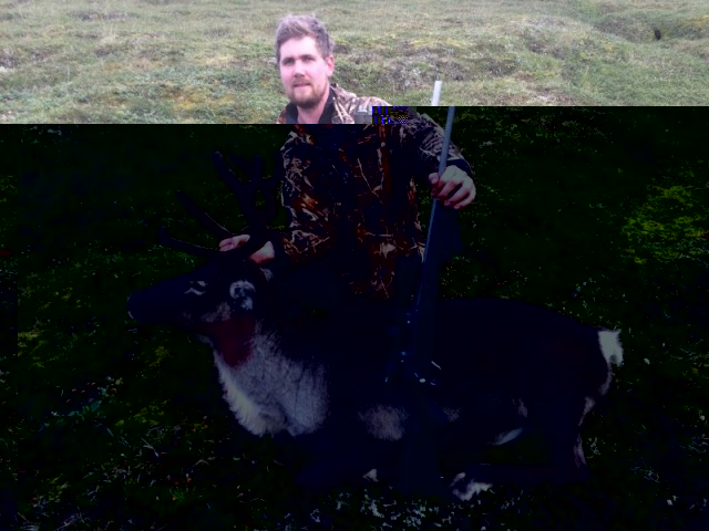 Jóhann við sína kú.