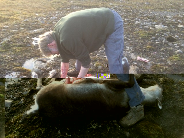 Ekki hamlaði aldurinn, hann vippaði innan úr kúnni.