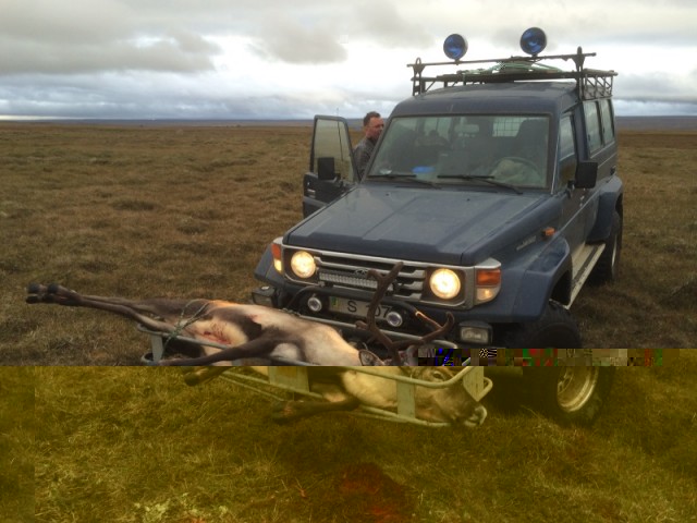 .....síðan skelltum við kúnni í körfuna góðu og héldum heim á leið.