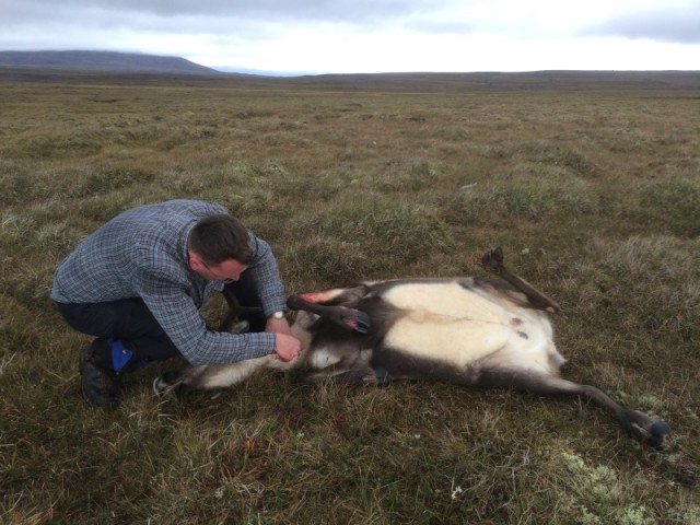 Sindri er topp maður og vippaði innan úr dýrinu.......