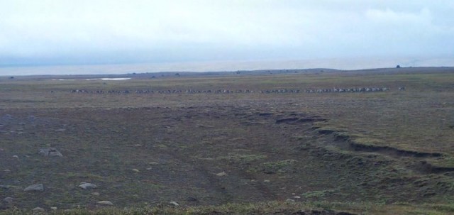 Hjörðin eftir skotið