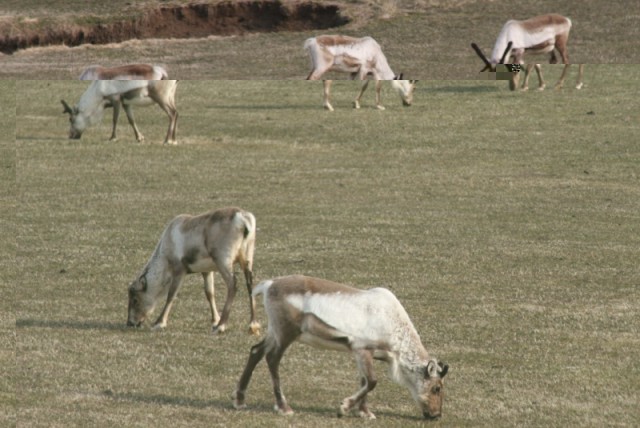 Svona líta tarfarnir og ungu gelddýrin út um þessar mundir.