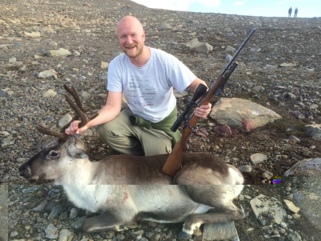 Daði við kúna sína, það er ekki algengt að kýr fari yfir 50 kg.