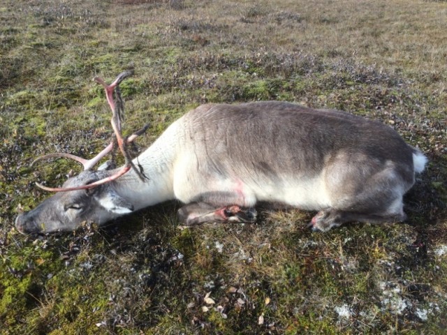 Sveinn veiddi væna kú.