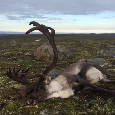 Héraðshöfðingar veiða bara öræfahöfðingja.