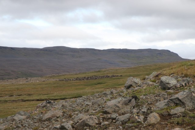Hjörðin lúrði undir Brunanum, ekkert fær samt dulist þjálfuðum augum Veiðimeistarans.