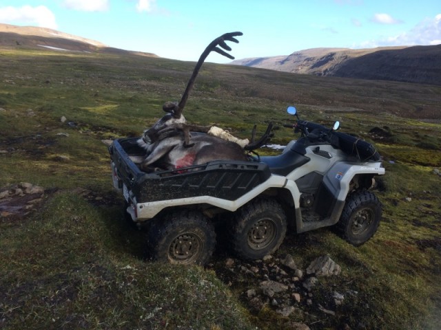 Við þurftum bakþúfu til að koma tarfinum upp á hjólið.