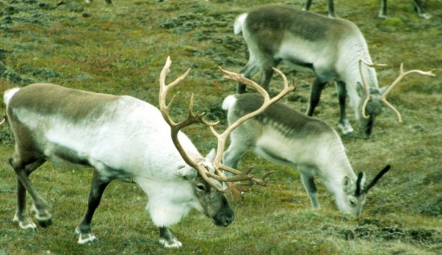 Tarfur 135 þús. Kýr 80 þús. Kálfar friðaðir.