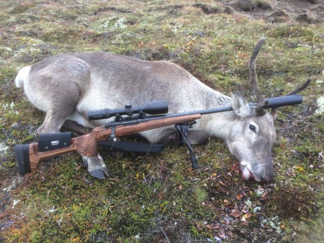 Eftir áralanga farsæla tarfaveiði, neitaði Guðmundur að láta mynda sig með belju !!