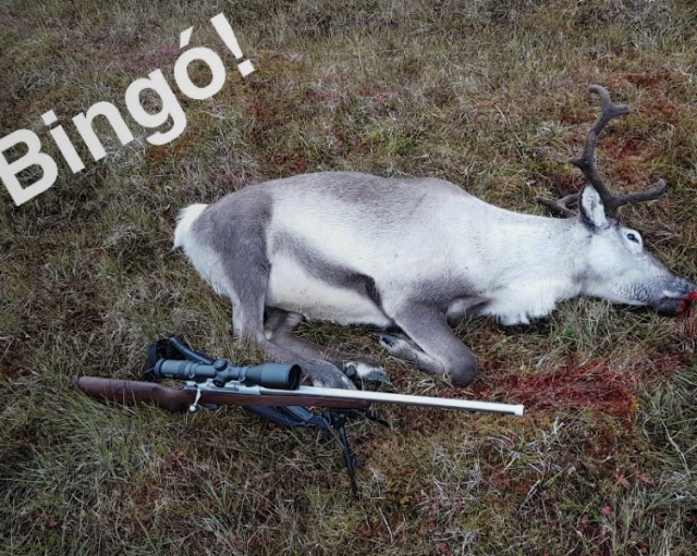 Kýrin hans Jóns og Rösslerinn.