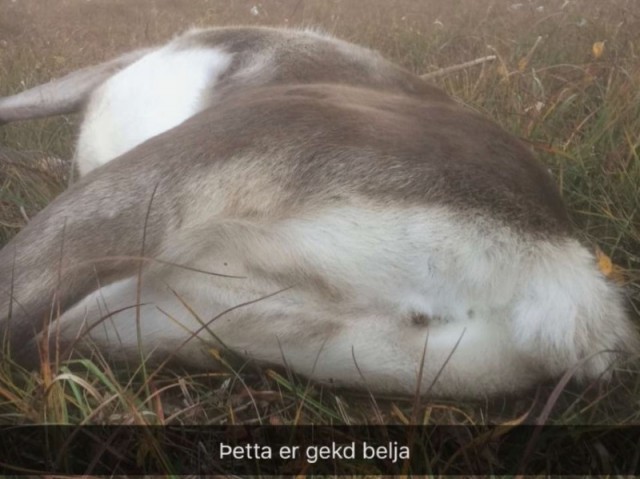 Það fer ekkert á milli mála að þetta er kú.