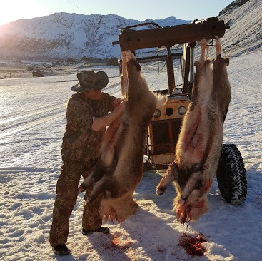 Kýrnar voru flegnar í síðdegissólinni, undir skálavegg á Svínafelli.