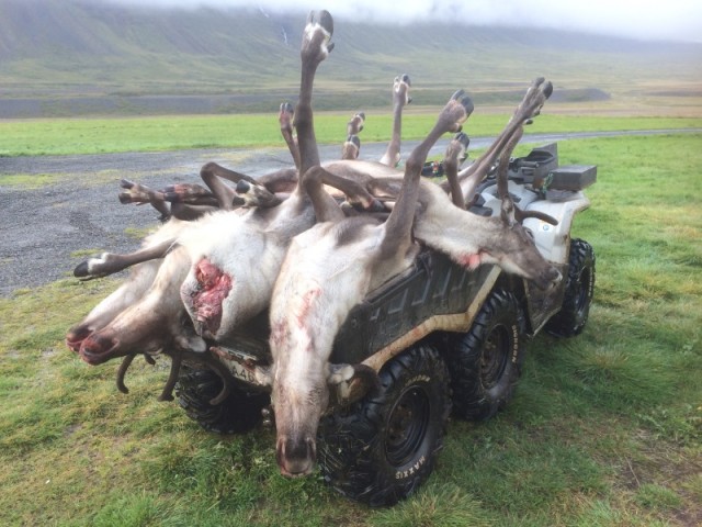 Dýnan var hlaðin þegar hún kom til byggða.