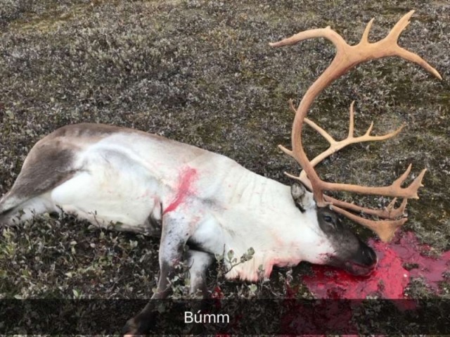 Þetta er feikna tarfur, á blóðvelli.