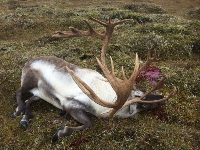 Tarfurinn var hornprúður með afbrigðum.