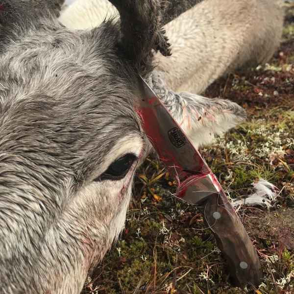 Lokamyndin með þessum pistlum, uppstilling með Mauser.