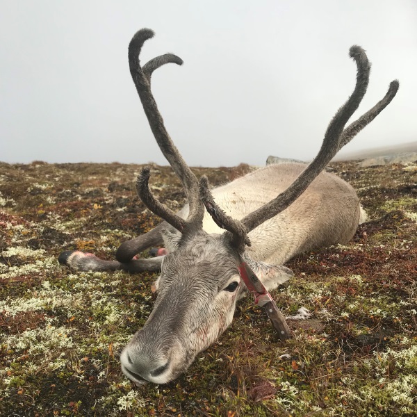 Það náðist mynd af kúnni hans Aðalsteins.