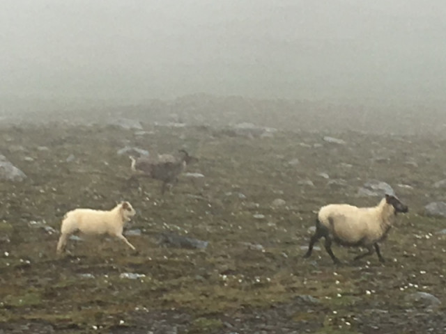 Maga Agga með lambið og hreindýrskálfinn kom labbandi utan úr þokunni