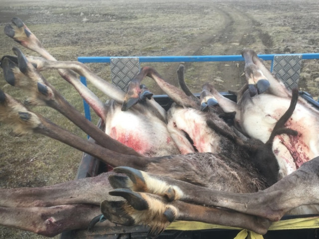 Kýrnar þrjár komnar á pallinn á hjólinu og hjólið upp á kerru.