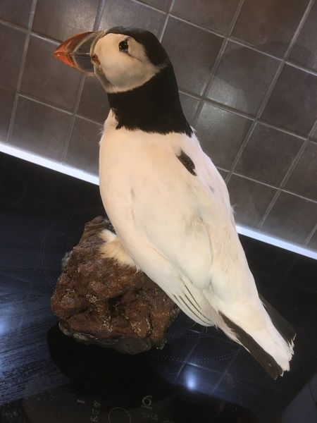 Góðar reyndust mér gjafir Manúelsgengisins, einstakur fugl.