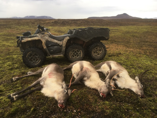 Það er góður dagur þegar vel veiðist, ég felldi þriðju kúna sem var særð eða með liðabólgu, frekar var hún rýr.