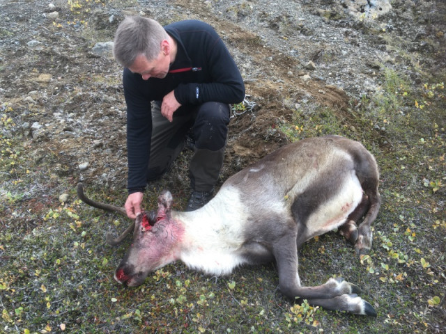 Úlfar skoðar verksumerki eftir haus skot.