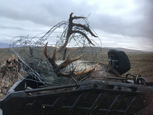 Það er fáséð að sjá svona mikið girðingarefni vafið um hreindýrshorn.