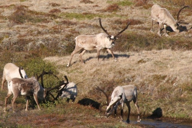 Þeir voru allir í fínu skotfæri