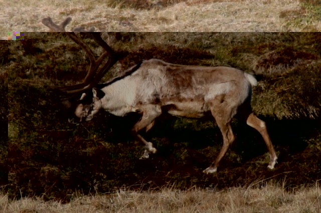 Ég gæti nú alveg hugsað mér að eiga krúnuna af honum þessum í byrjun september