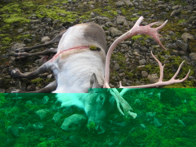 Um leið og komið var að tarfinum föllnum veitti Tomas honum nábjargirnar að Ungverskum sið!