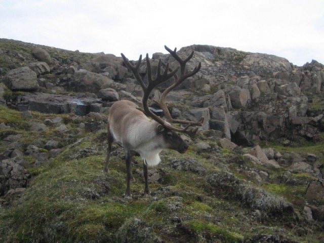 Veiðileyfum á tarfa verður að öllum líkindum fjölgað.