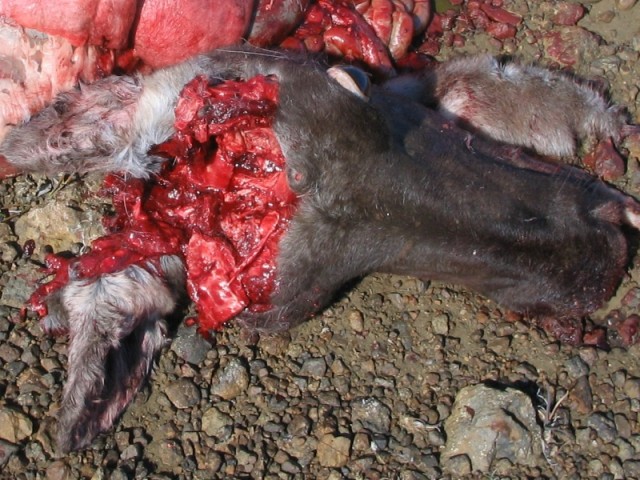 95 gr. V-Max kúla úr 6,5-284 rétt framan og neðan við eyrað á kú, á 150 meta færi á 3395 fetum á sekúndu við hlaup.