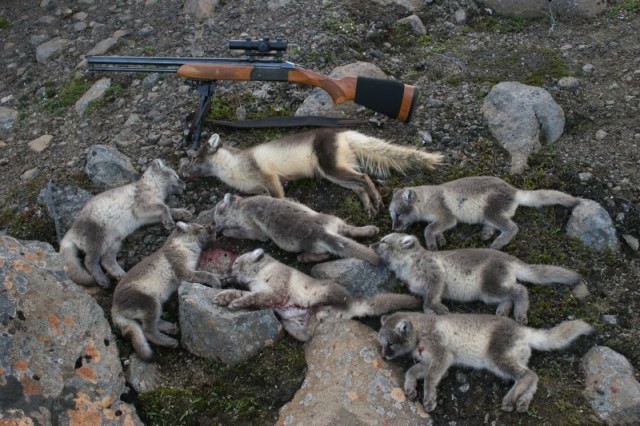 Valmet combi 12/222 með red dot kíki.